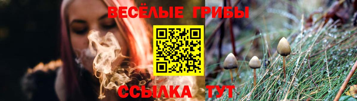 Сокол  Псилоцибиновые грибы MAGIC MUSHROOMS  Вход с VPN  Псилоцибиновые грибы MAGIC MUSHROOMS 